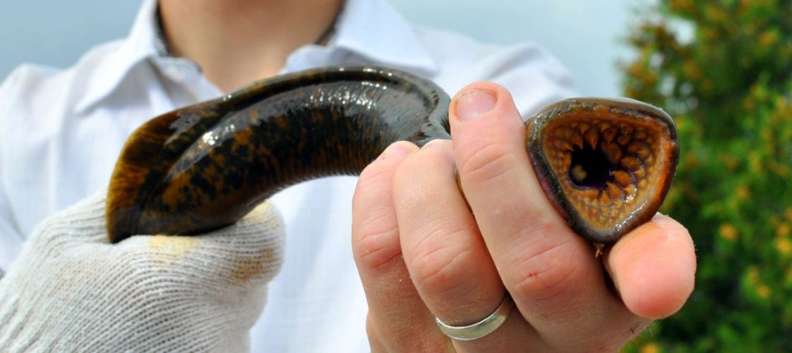 Someone holding a lamprey with its mouth open. 